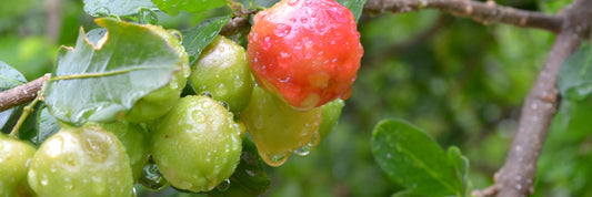 Acerola Extract