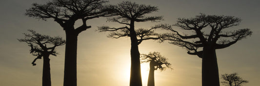 Baobab Seed Extract