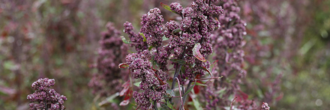 Quinoa Seed Extract