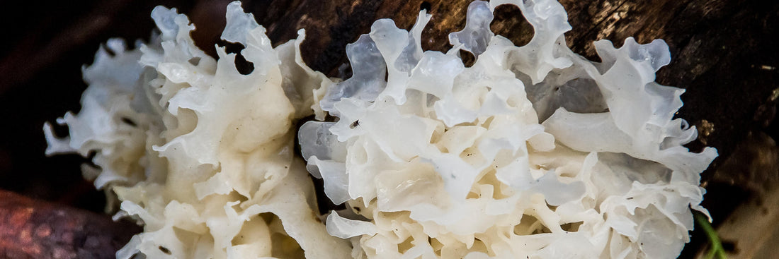 Tremella Extract